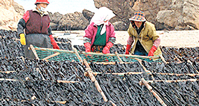 Rock seaweed image