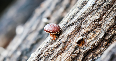 Yeongil Pyogo mushroom image