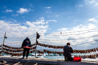 Gwamegi Drying Rack （Half-dried Herring or Billfish）