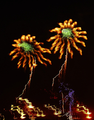 Pohang International Fireworks Festival